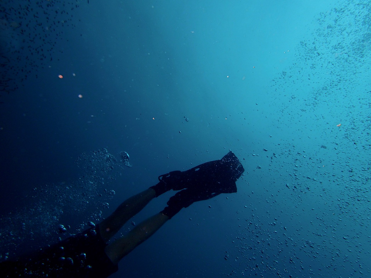 Image - diver diving fins ocean person