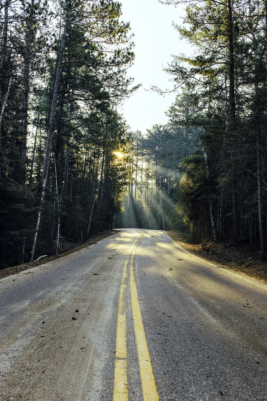 Image - forest lane outdoors road travel