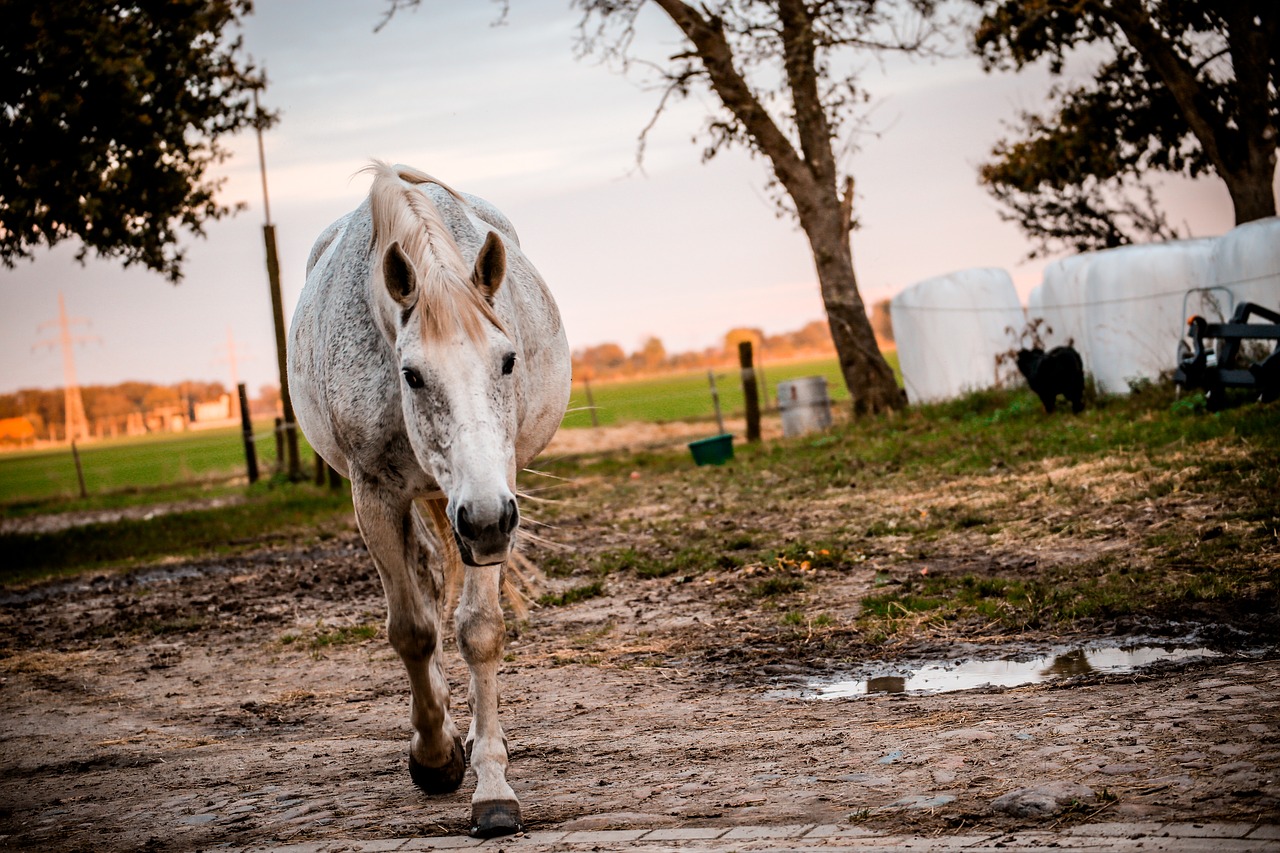 Image - animal countryside equine farm