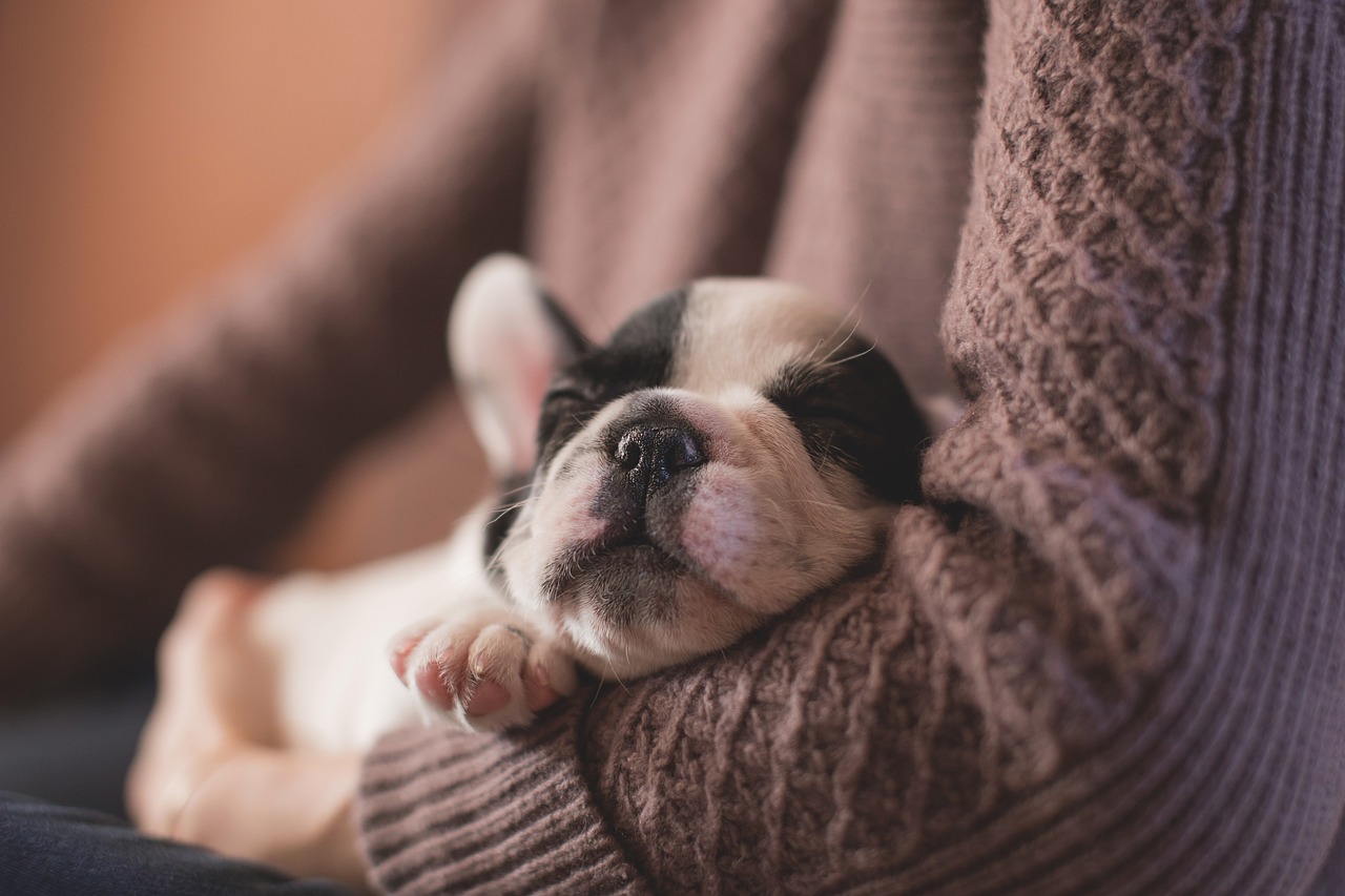 Image - adorable animal canine cute dog