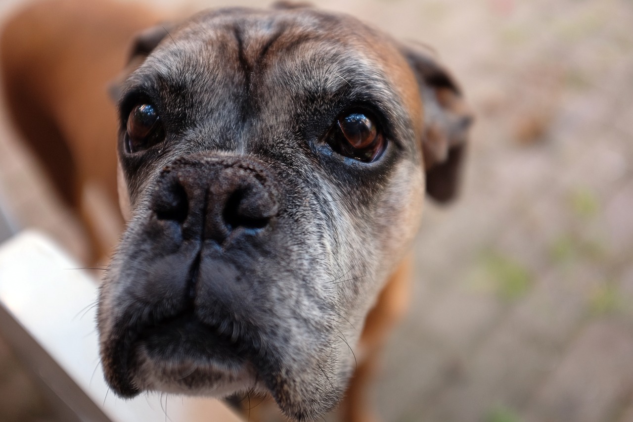 Image - animal breed canine close up dog