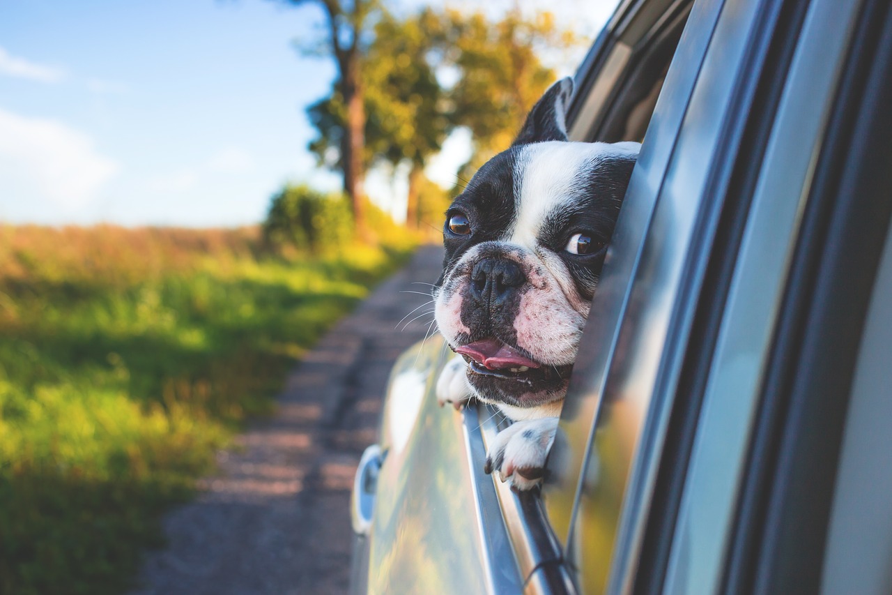 Image - adorable animal canine car cute