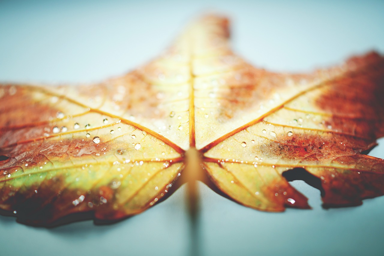 Image - close up view leaf macro photography