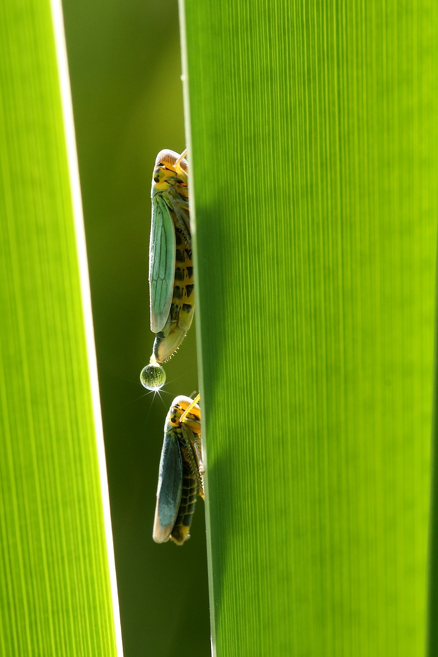 Image - leafhopper cicadella viridis