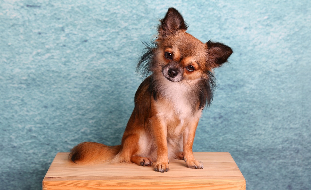 Image - chihuahua dog small pets cute