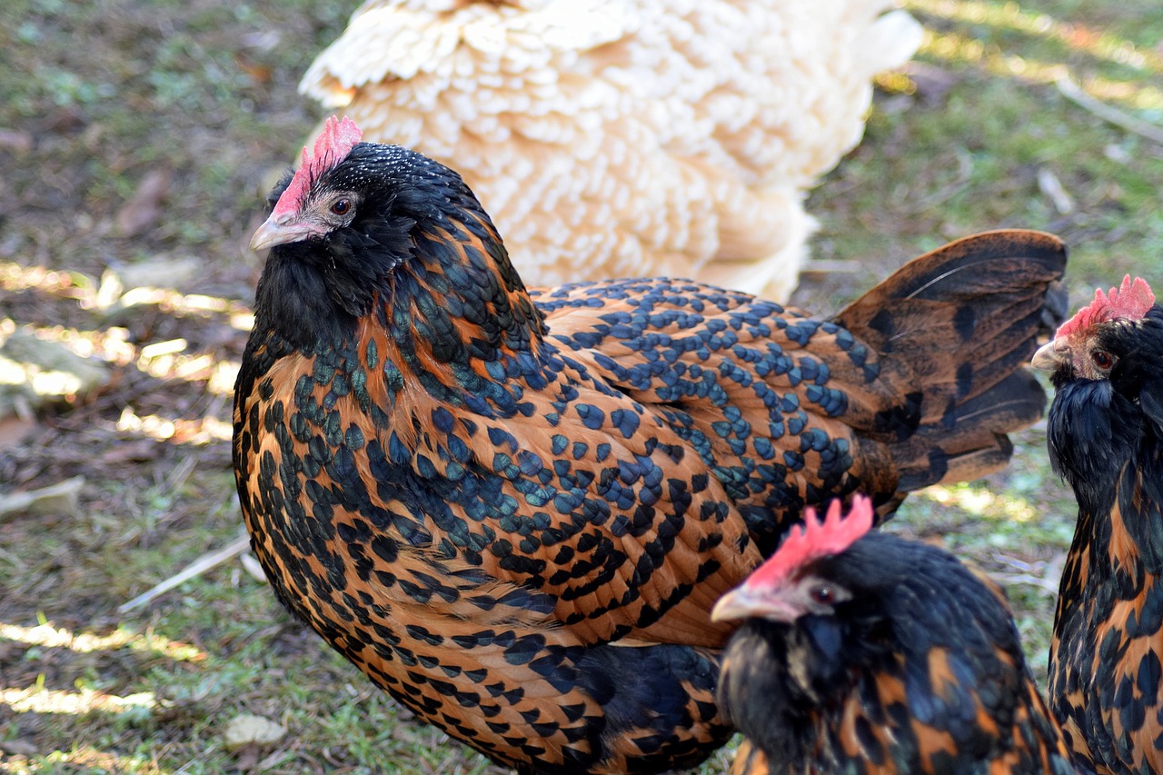 Image - chicken brown black farm