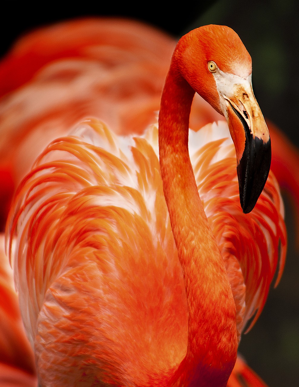Image - animal avian beak beautiful bird