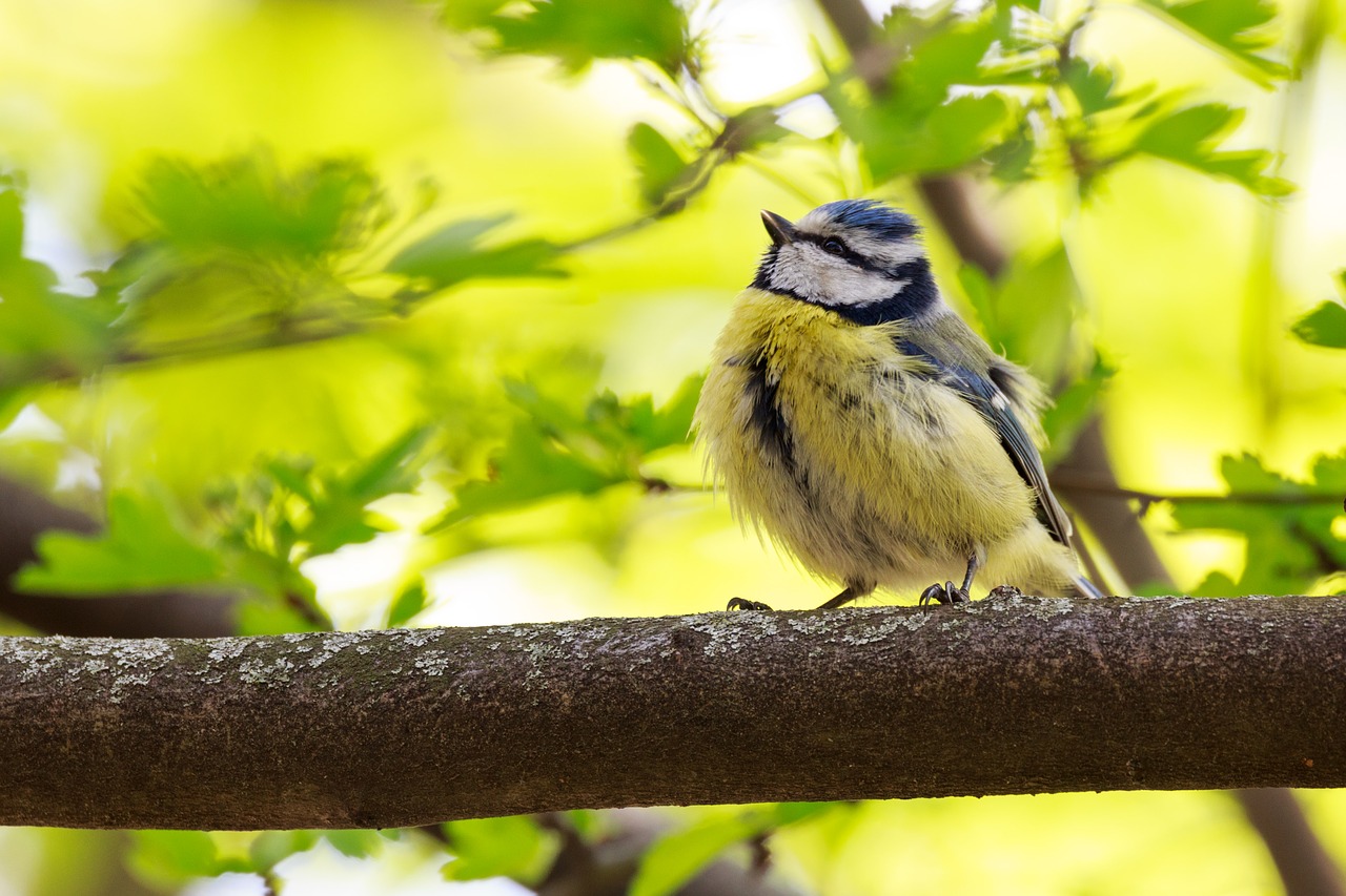 Image - animal avian bird blur branch