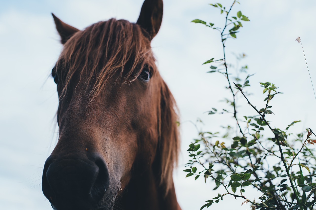 Image - animal close up head horse leaves