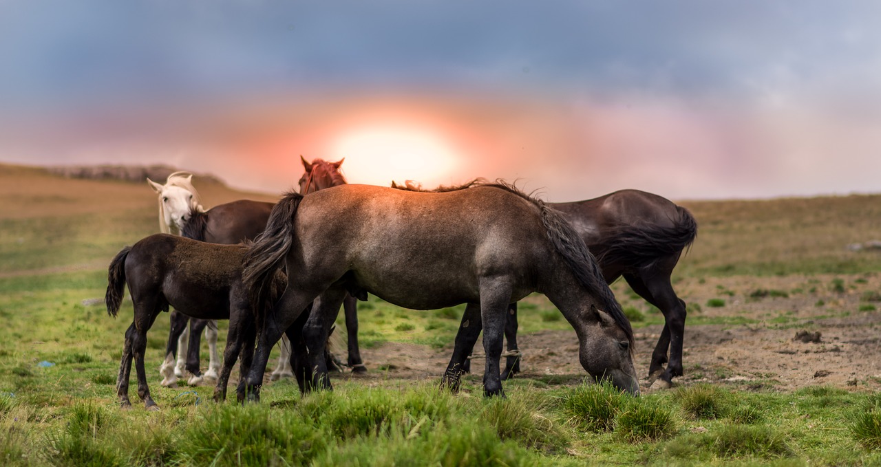 Image - agriculture animal countryside