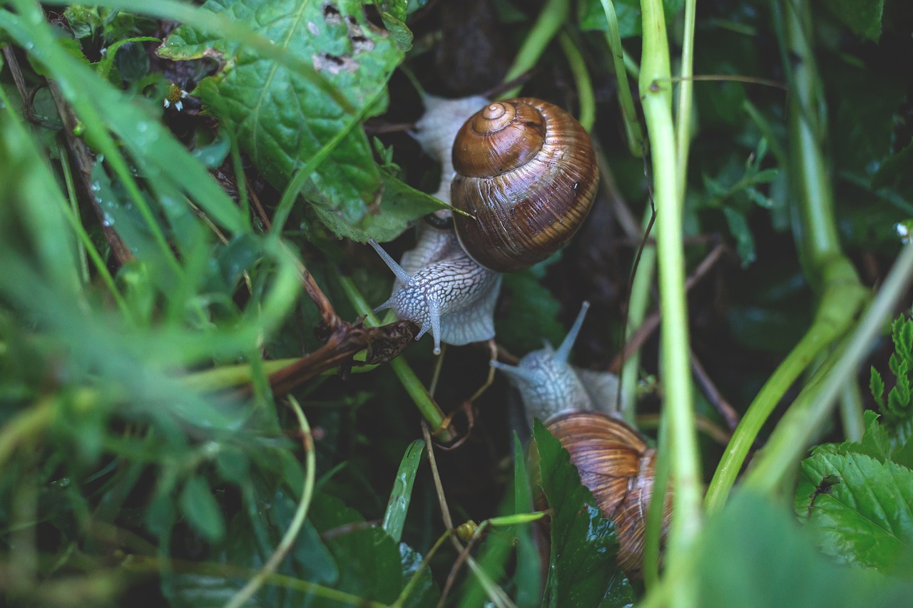 Image - close up gastropod invertebrate