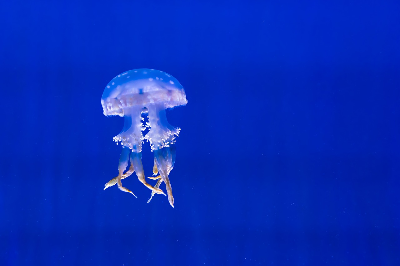 Image - aquarium blue exotic jellyfish