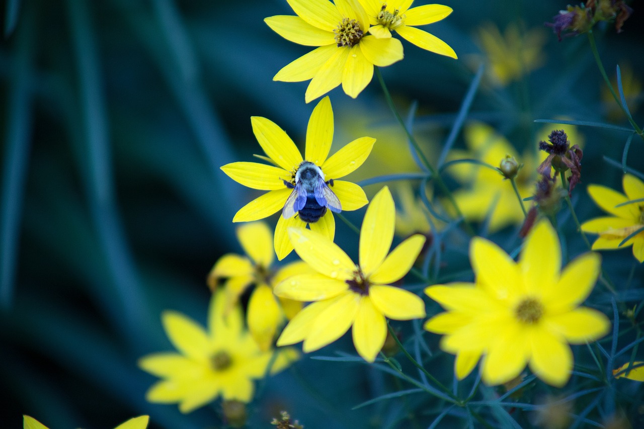 Image - bee bloom blooming blossom blur