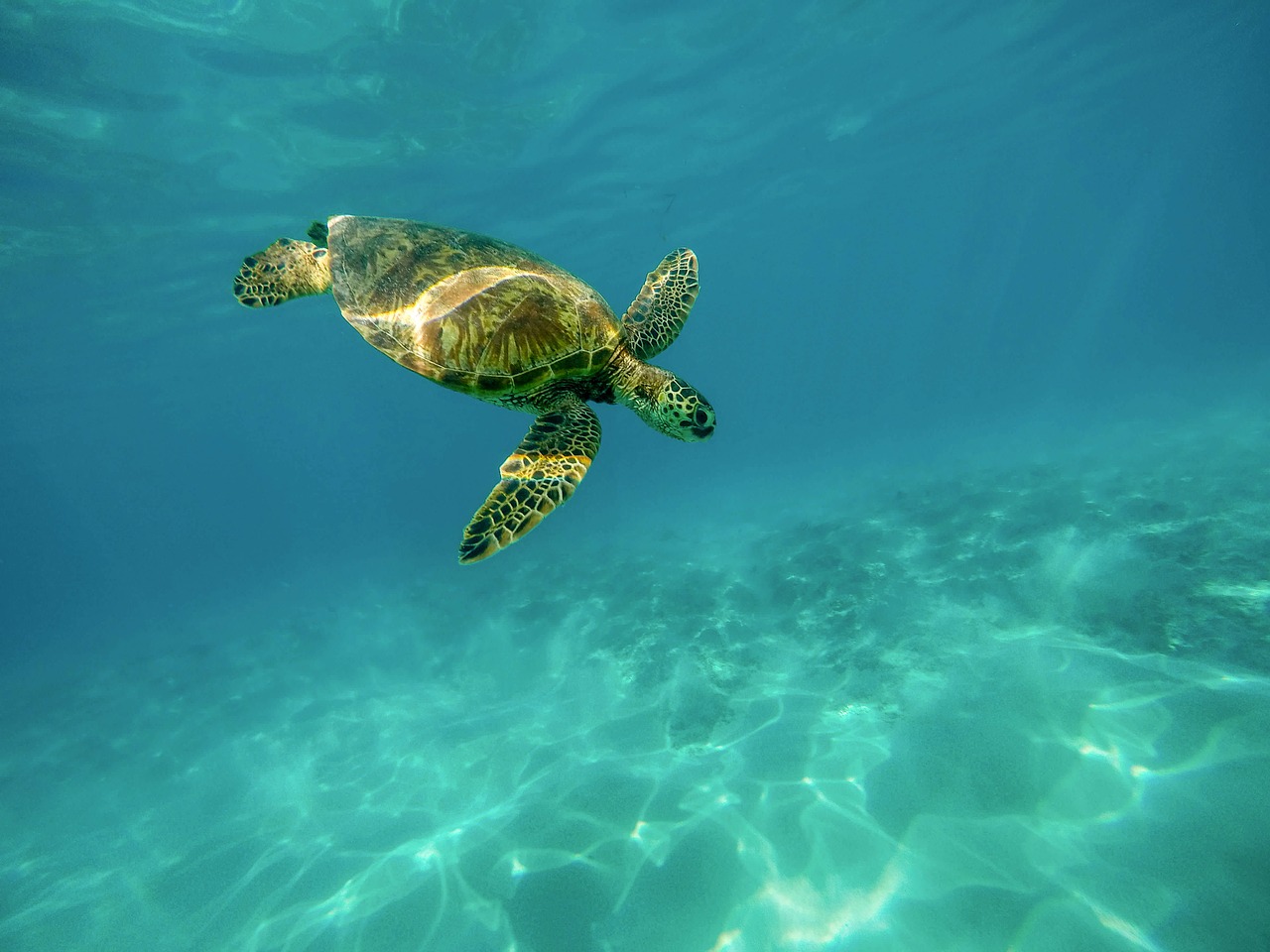 Image - carapace marine turtle ocean sea