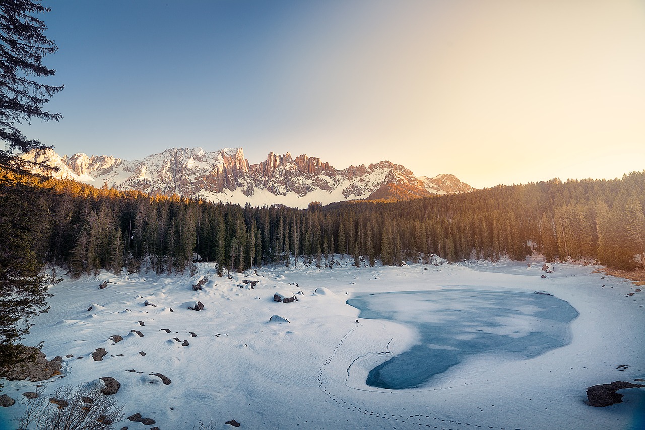 Image - cold conifer fir trees forest