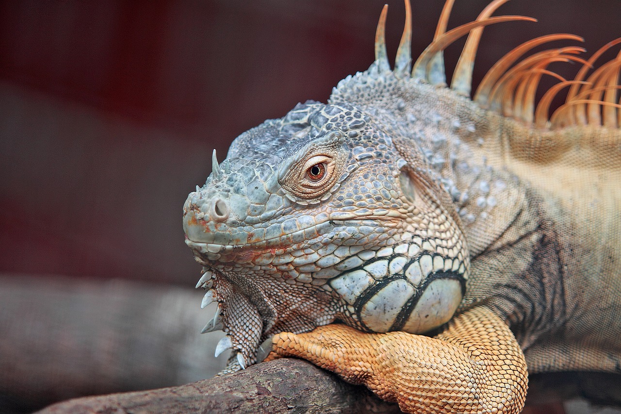Image - animal close up exotic iguana