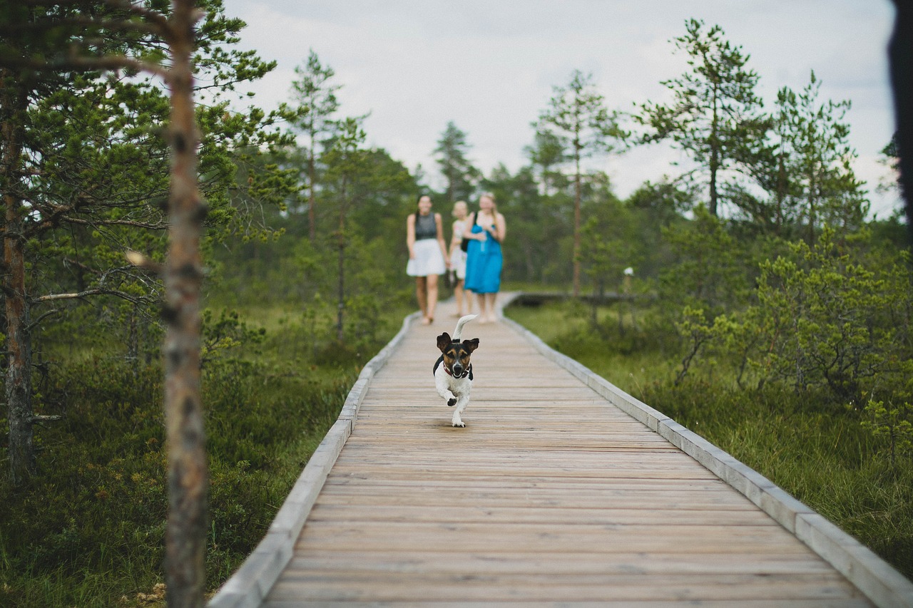 Image - blur daylight depth of field dog