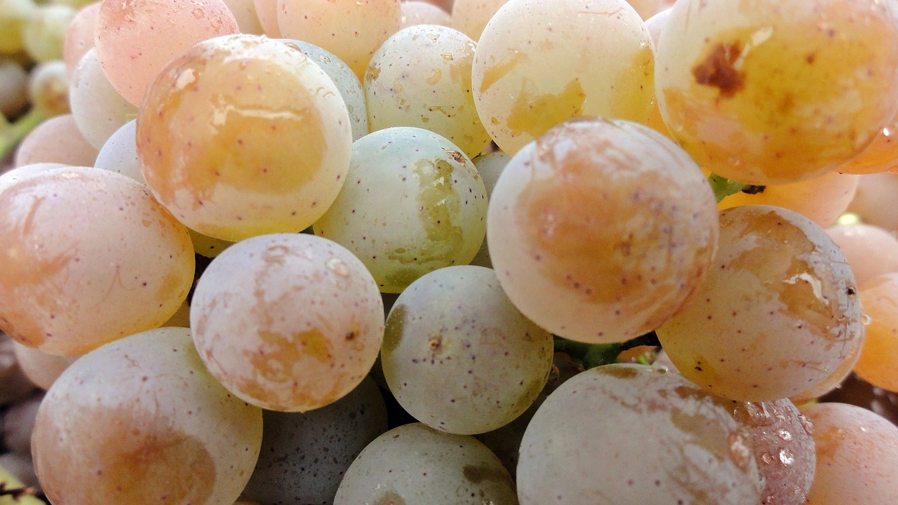 Image - grapes vineyard white wine wine