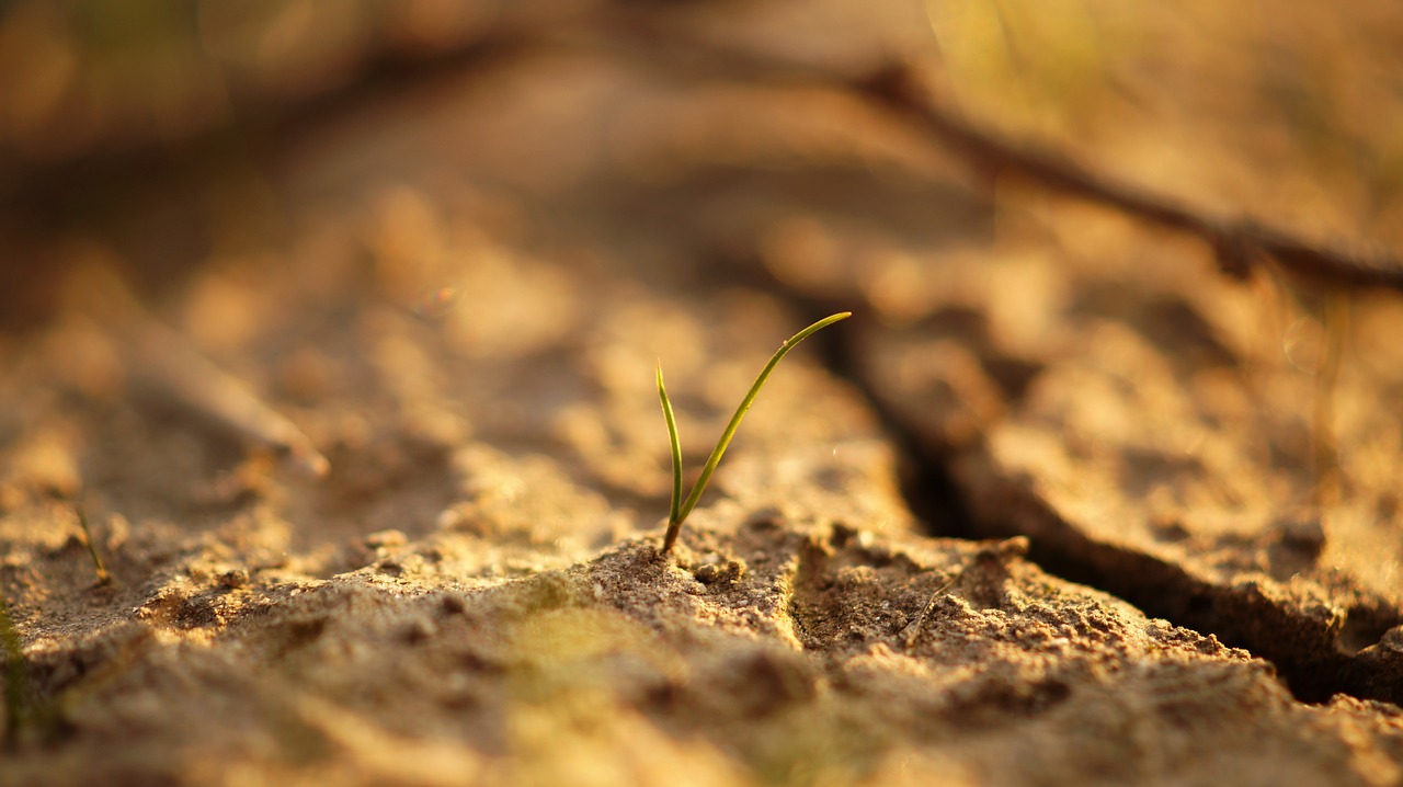 Image - close up view ground plant sand