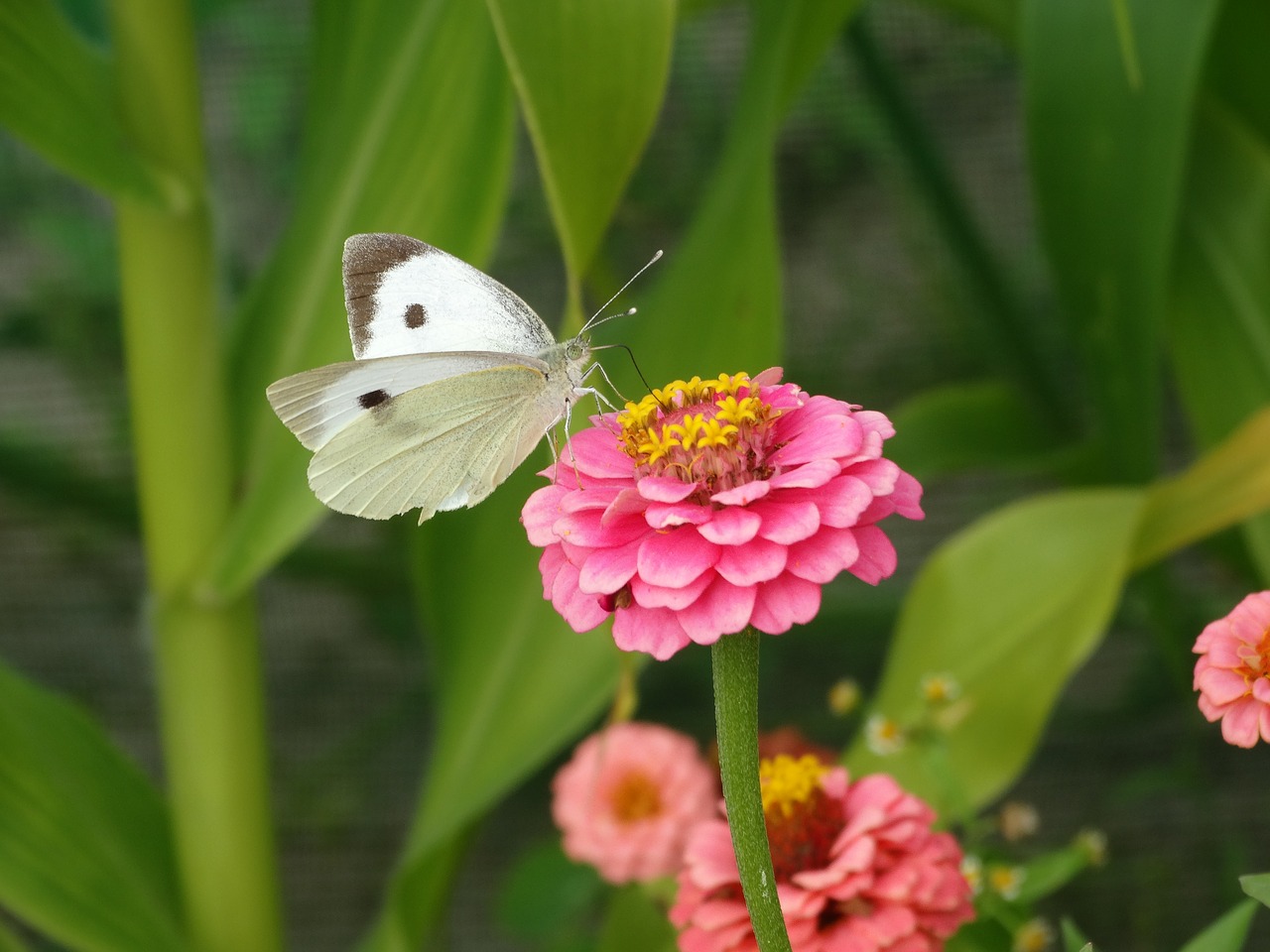 Image - butterfly flower green pink white