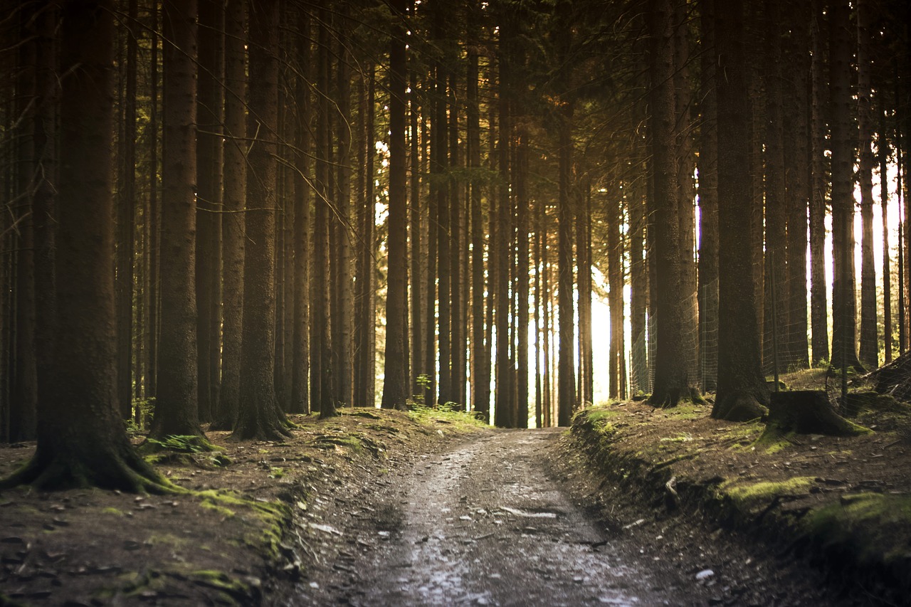 Image - dirt road forest landscape nature