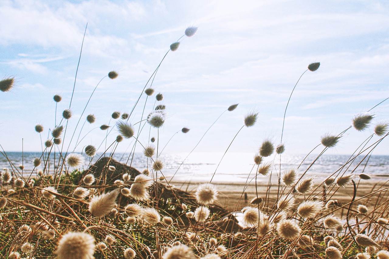 Image - bloom blossom dandelions field