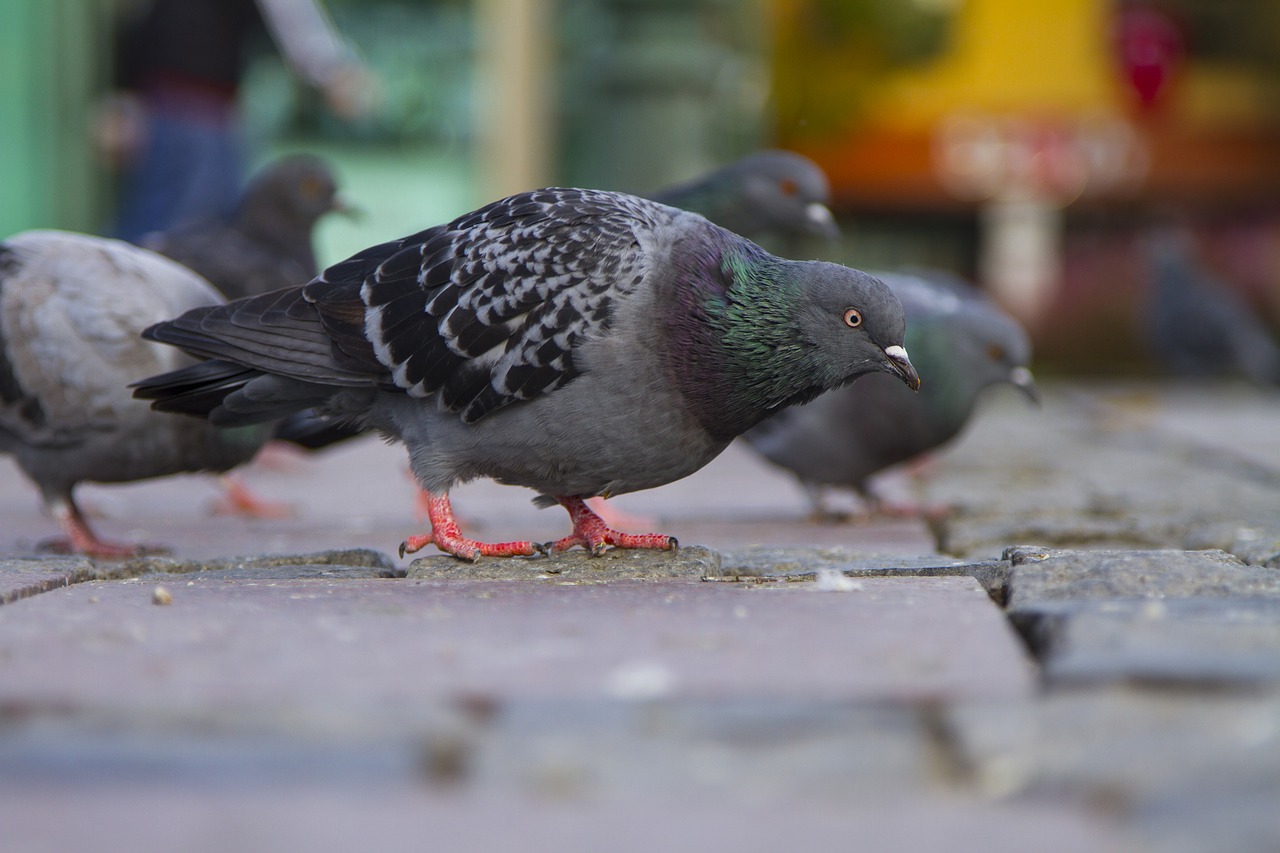 Image - bird istanbul pigeon pigeons