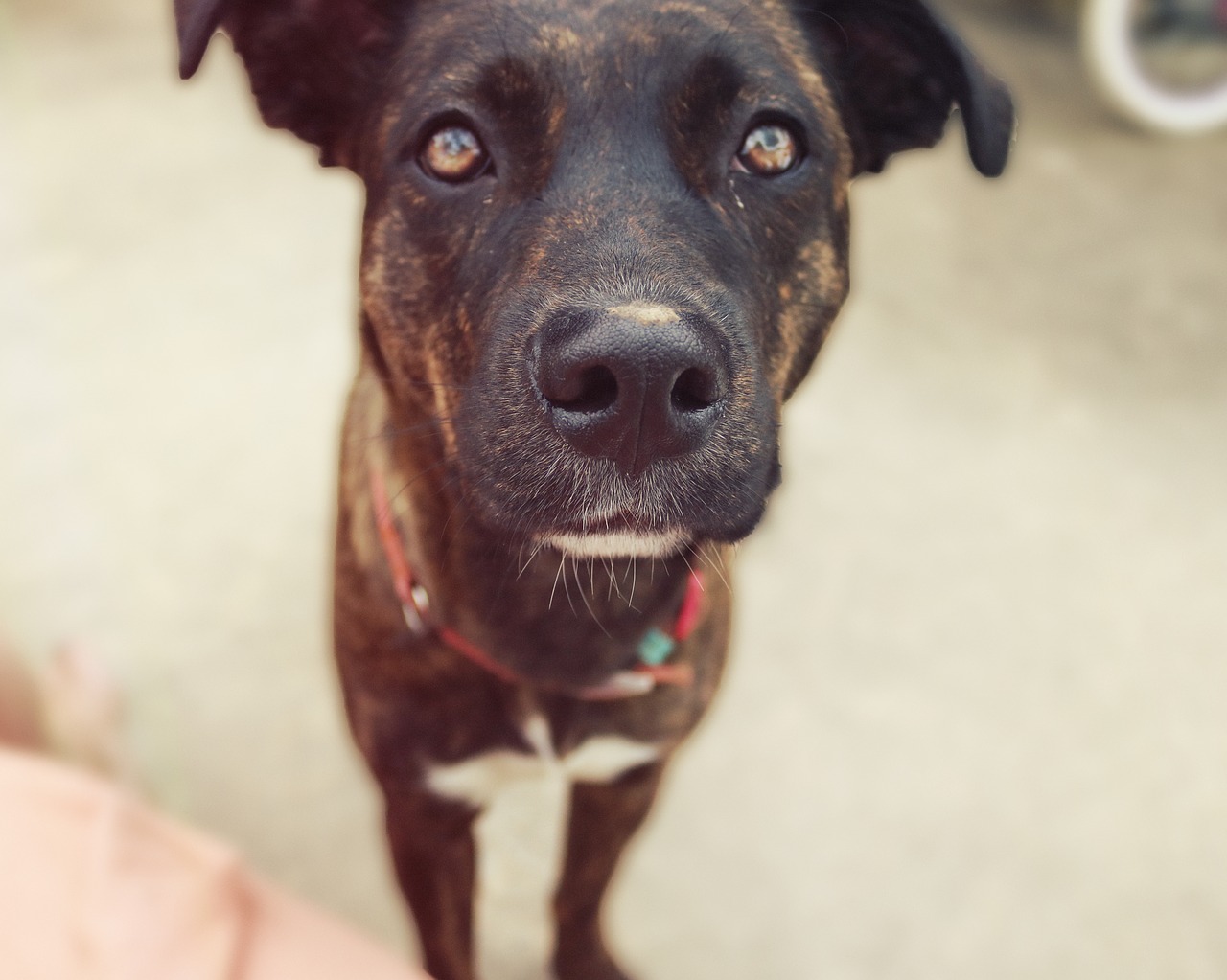 Image - animal animals bark boxer dog