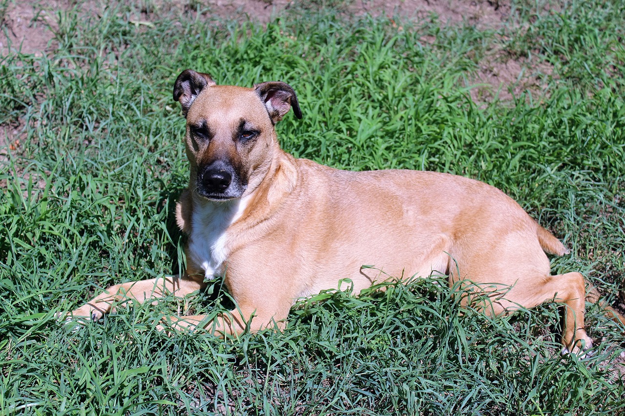 Image - dog grass laying relaxation