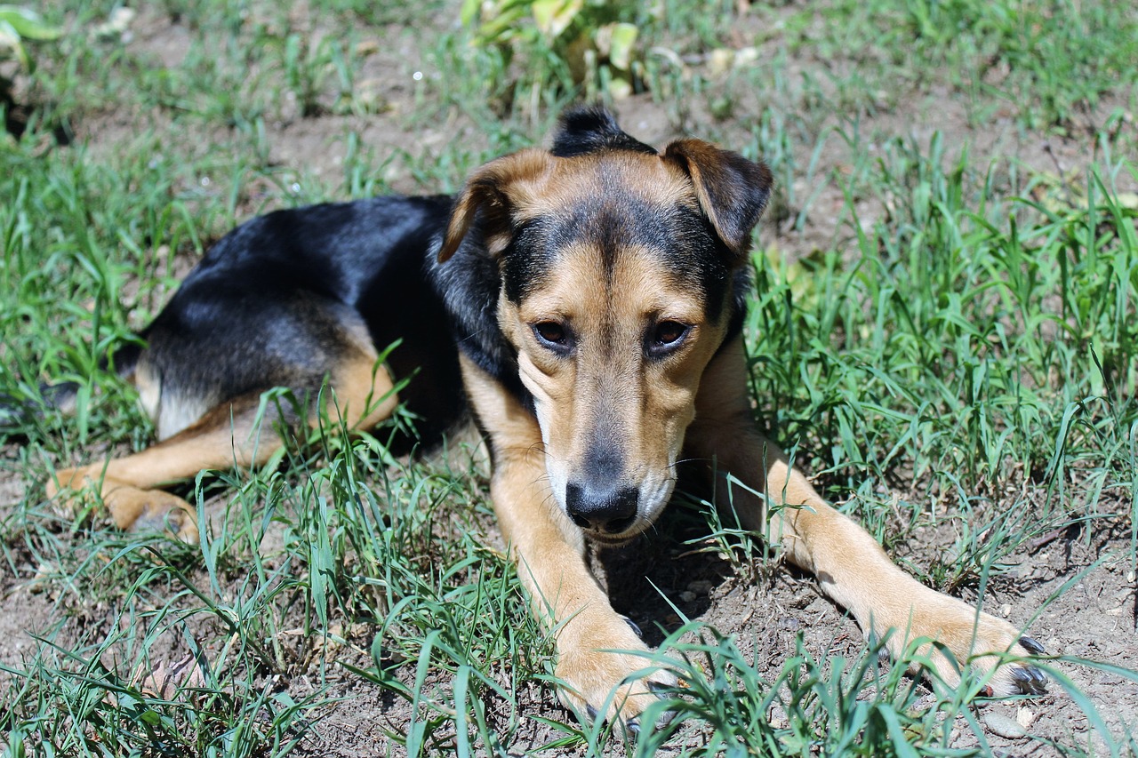 Image - dog grass outside rescue dog