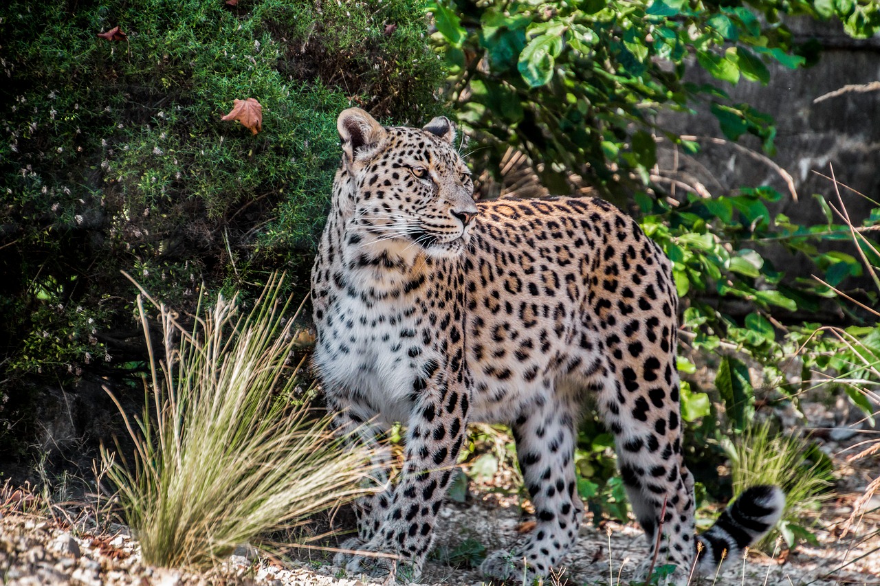 Image - leopard persian leopard portrait