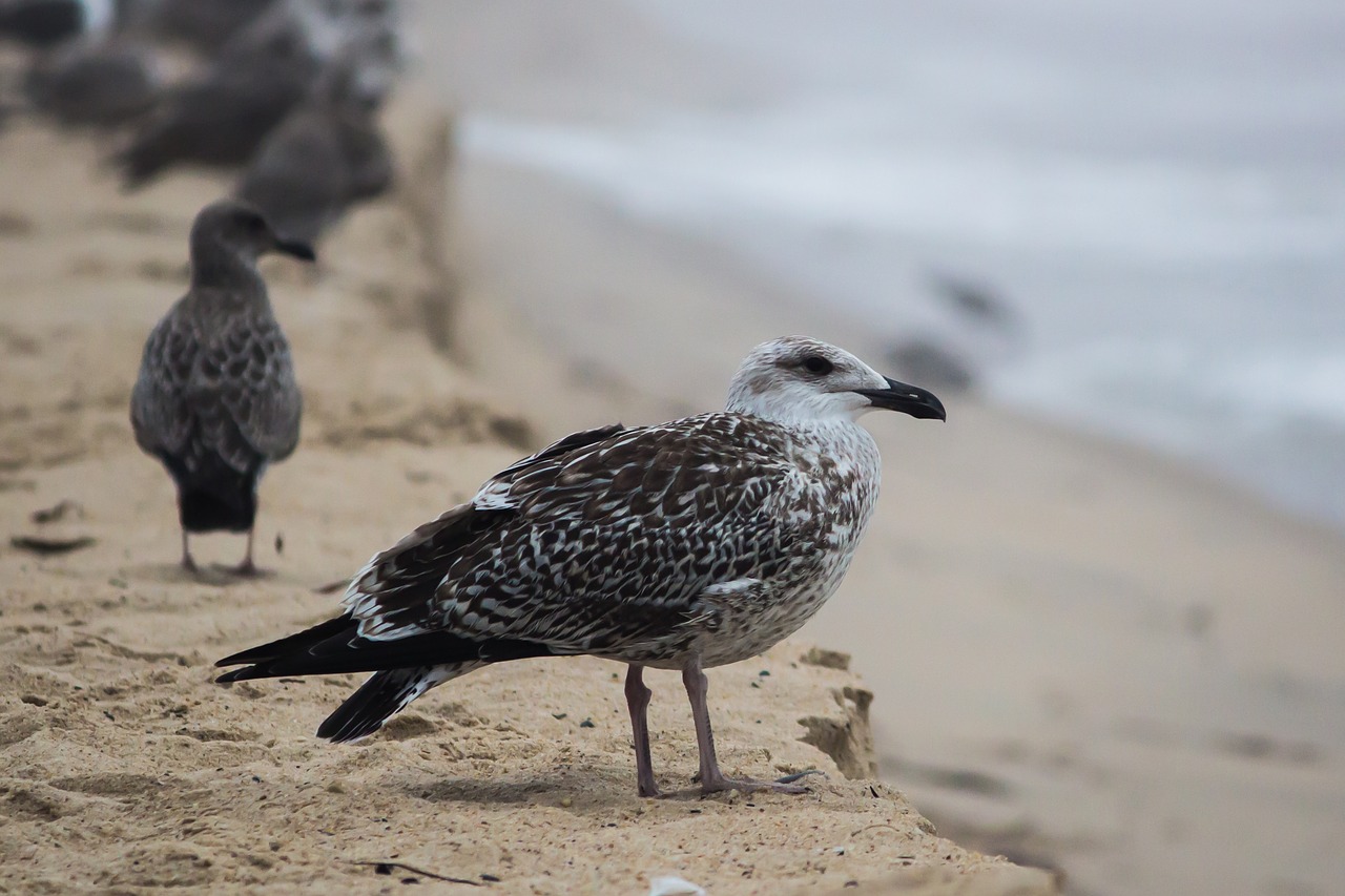 Image - animals avian beach beak birds