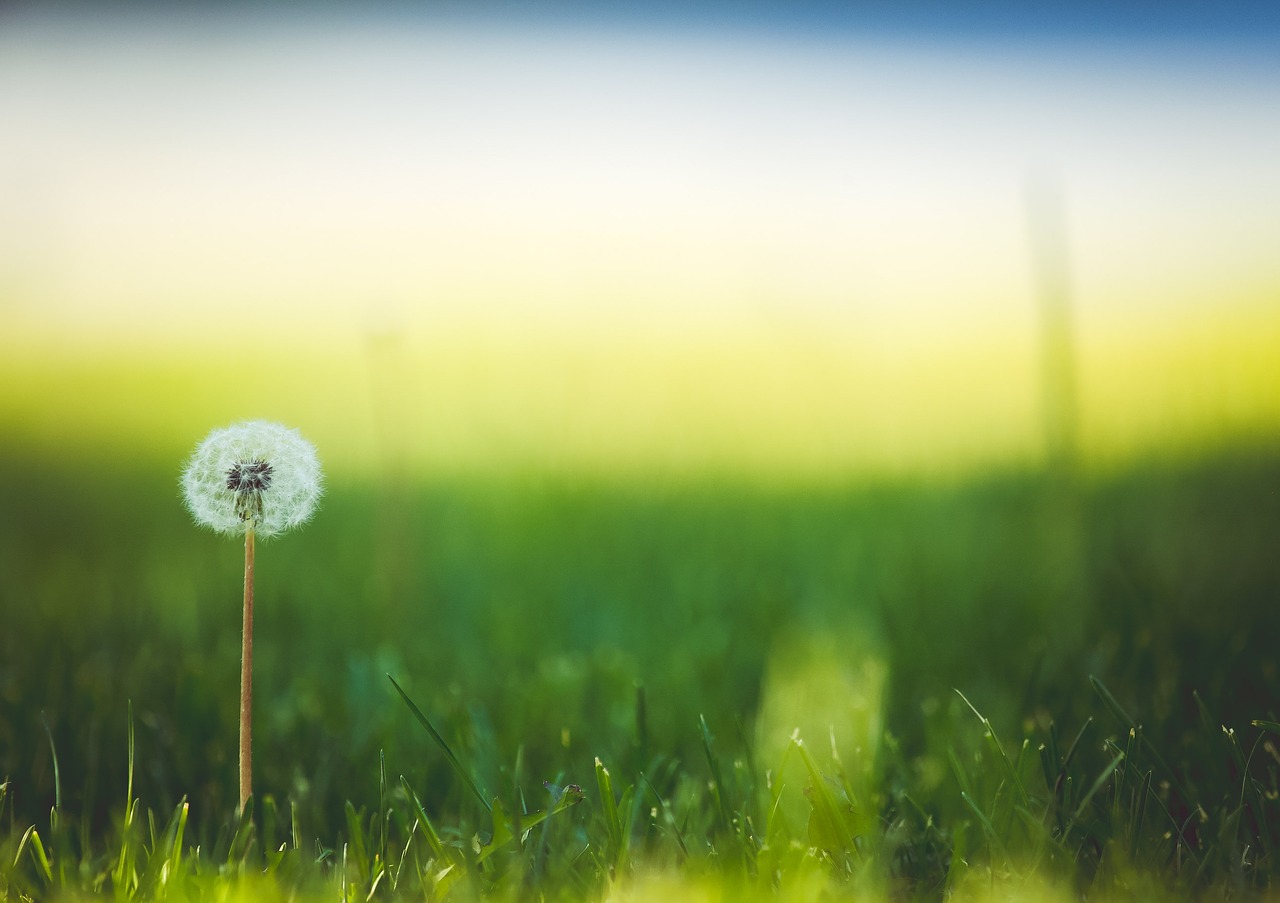 Image - bloom blossom dandelion field