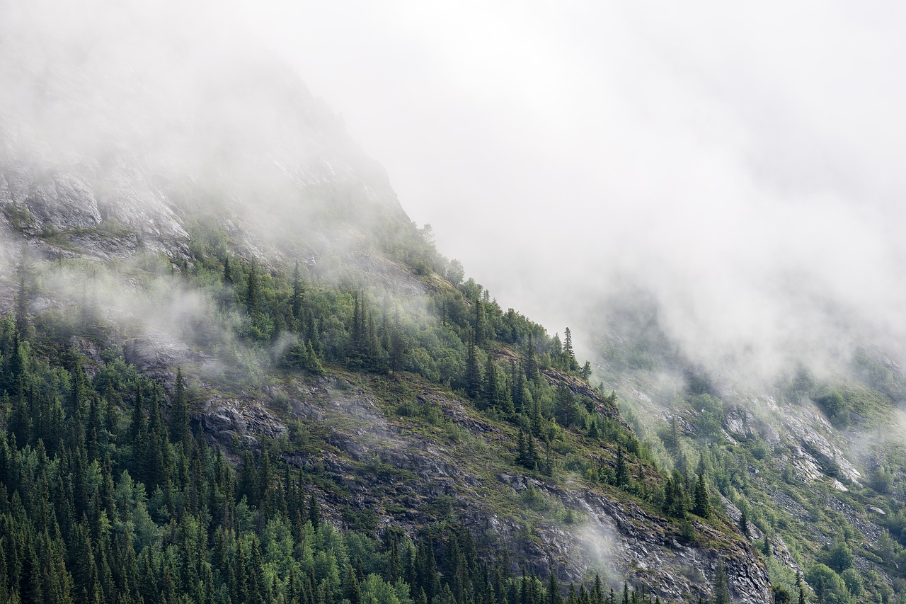 Image - conifers fir trees fog foggy