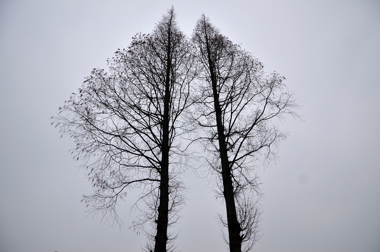 Image - black fired simple tree white