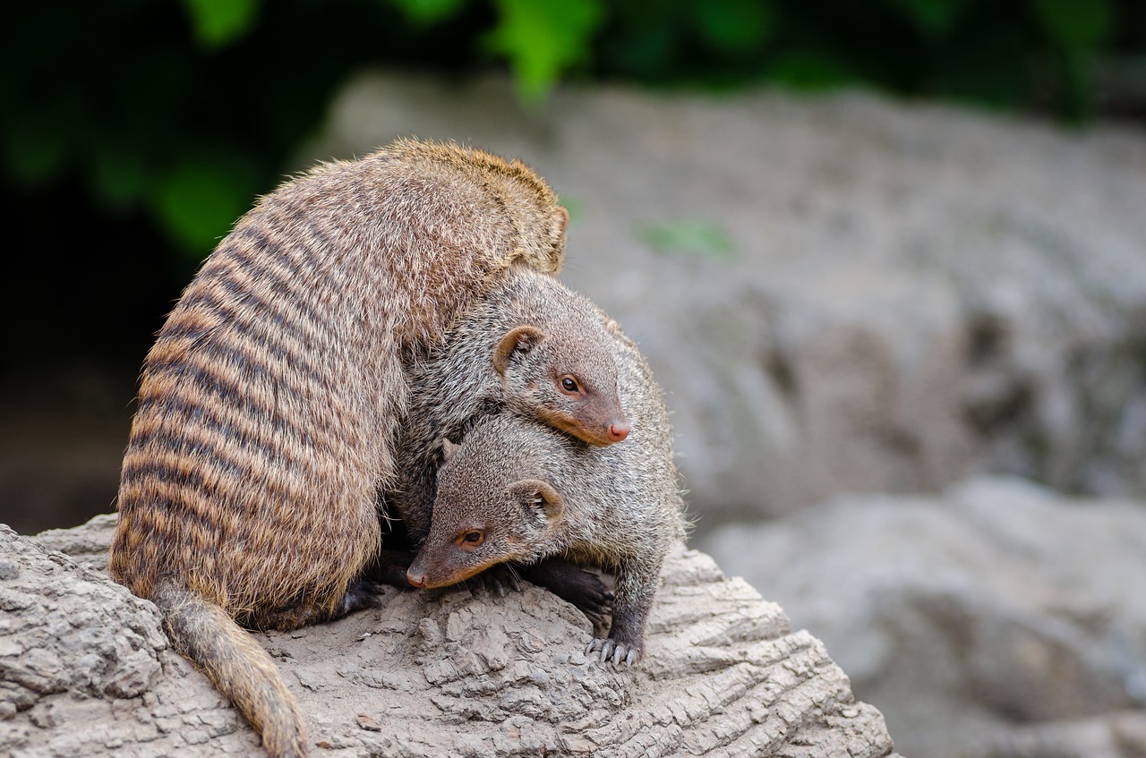 Image - animal macro mongoose wildlife