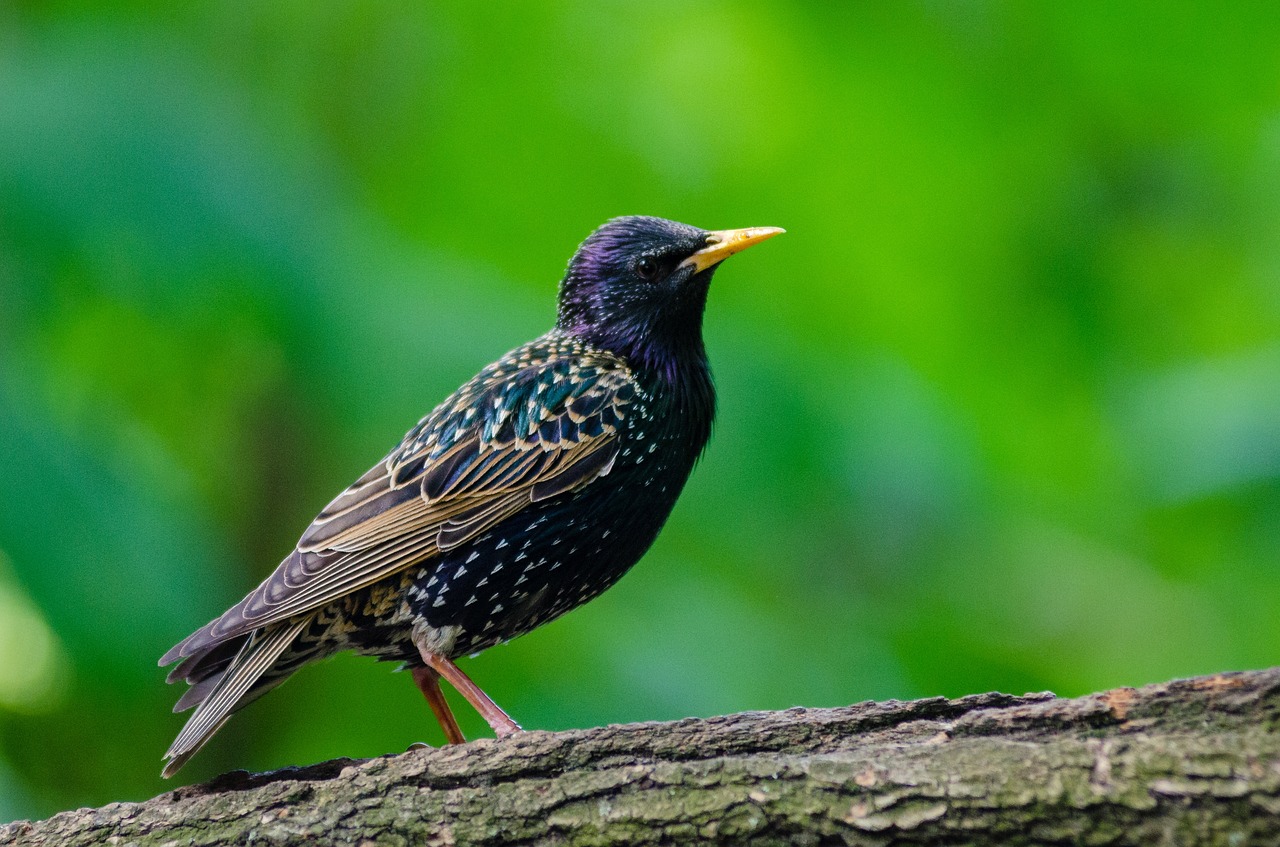 Image - animal avian bird feathers nature