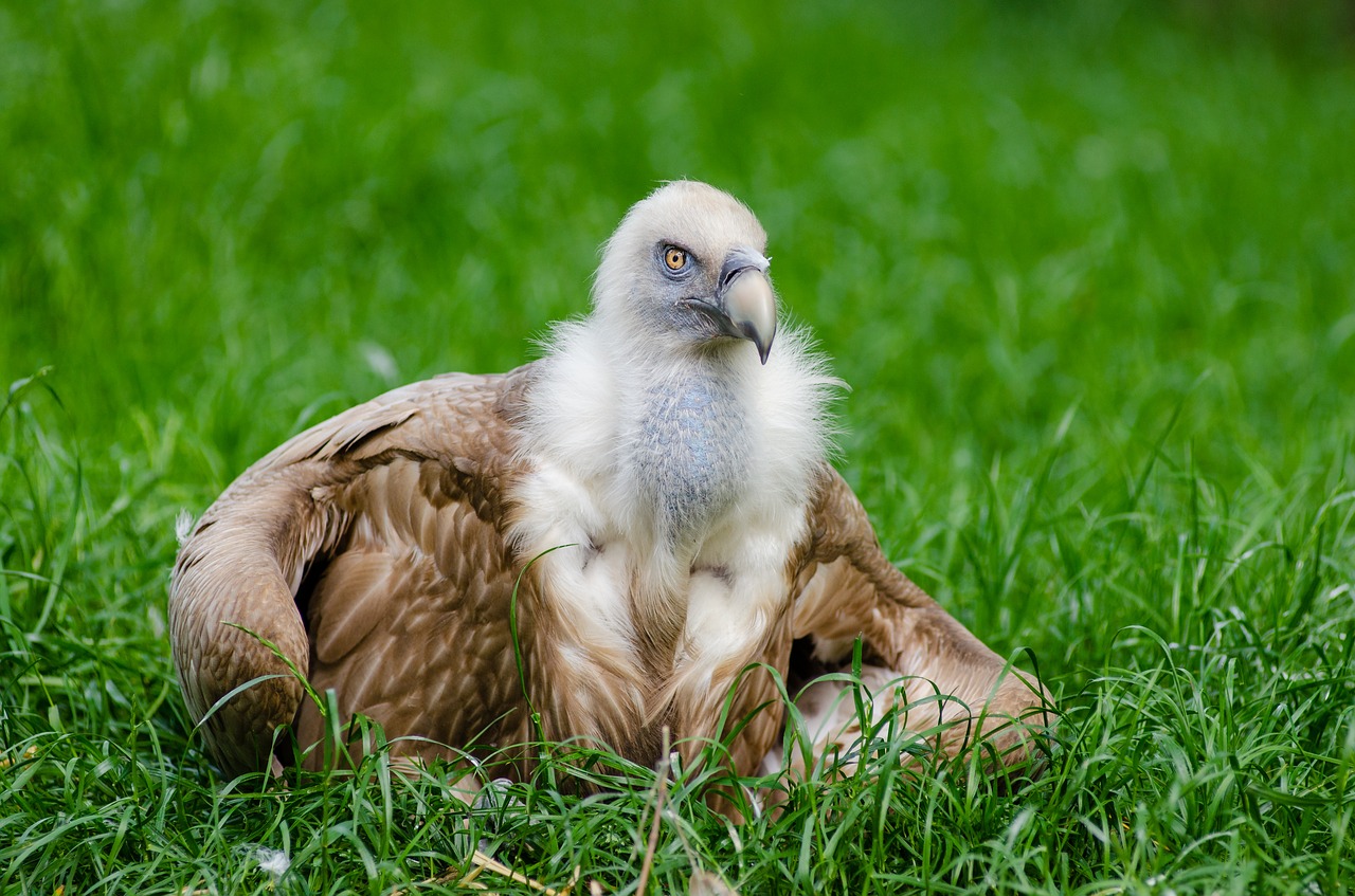 Image - animal avian bird grass outdoors