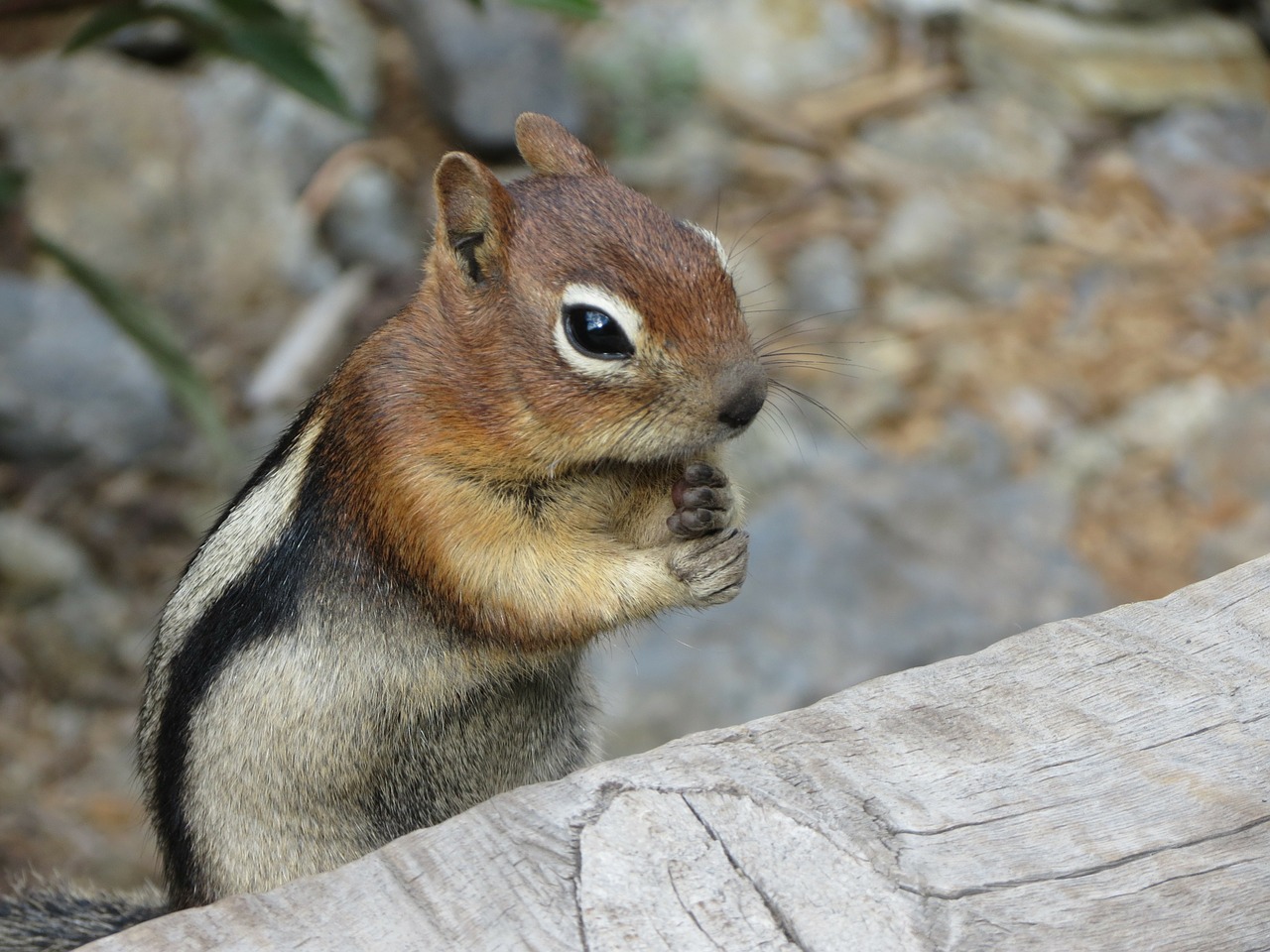 Image - squirrel chipmunk nature wildlife