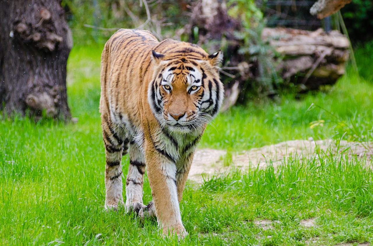 Image - animal big cat blur carnivore cat