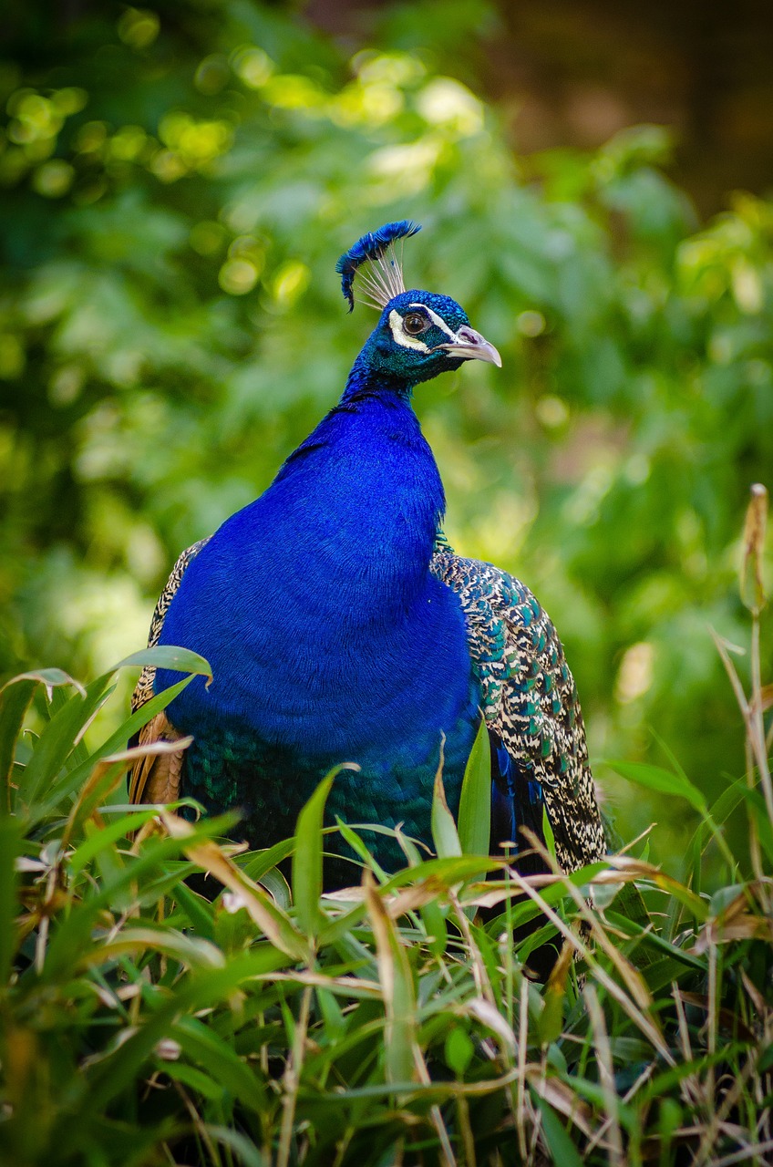 Image - animal animal photography avian