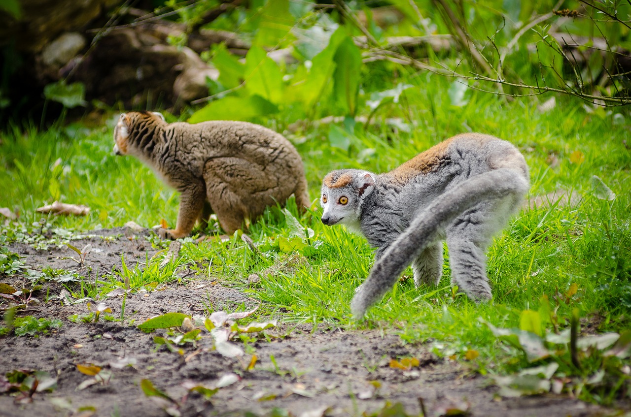 Image - animal close up cute fur furry