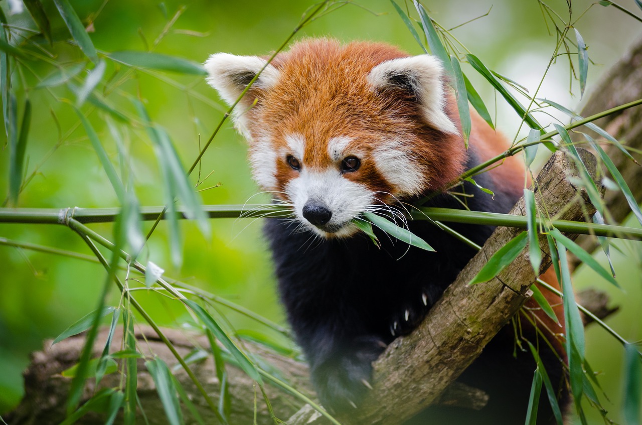 Image - animal cute grass red panda