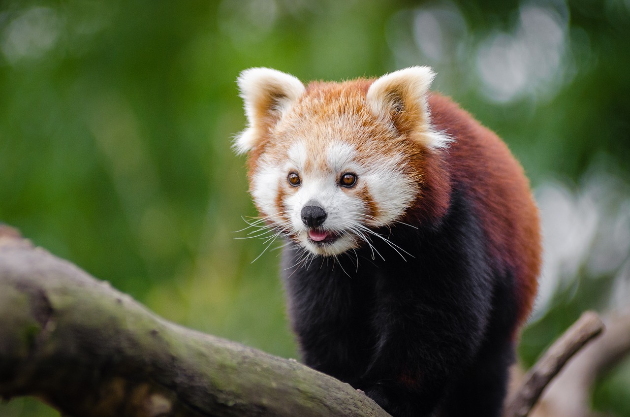 Image - adorable animal branch cute pet