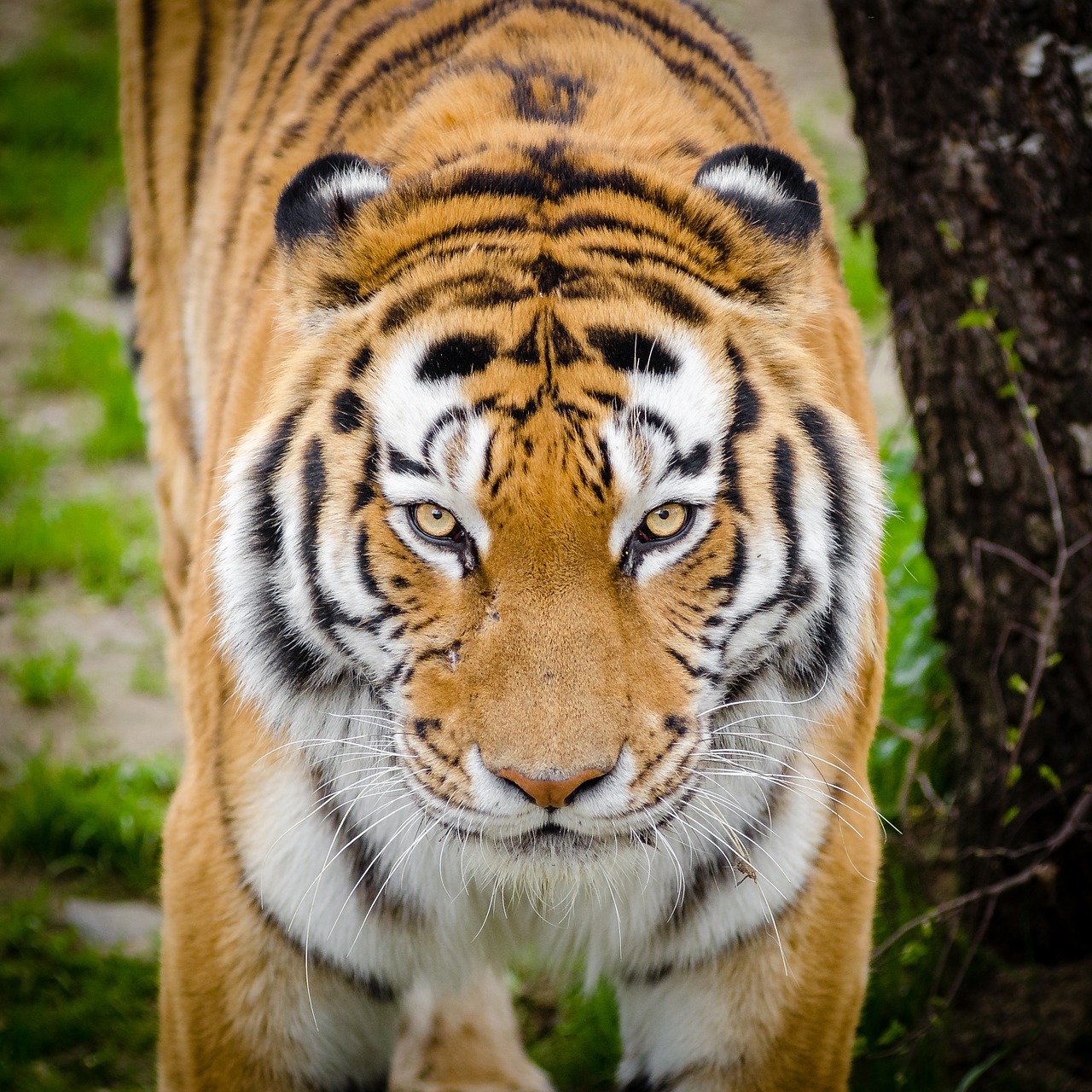 Image - animal bark big cat blur carnivore