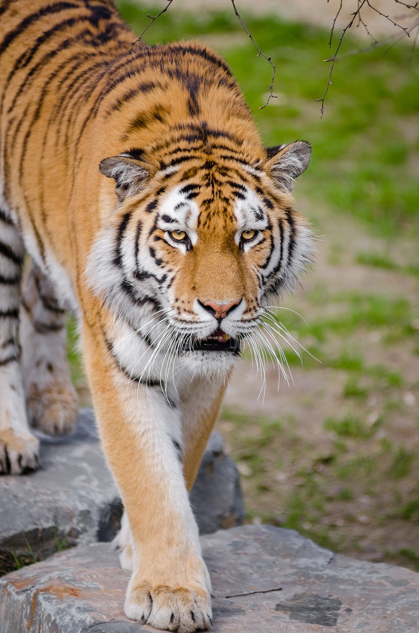 Image - animal big cat safari tiger