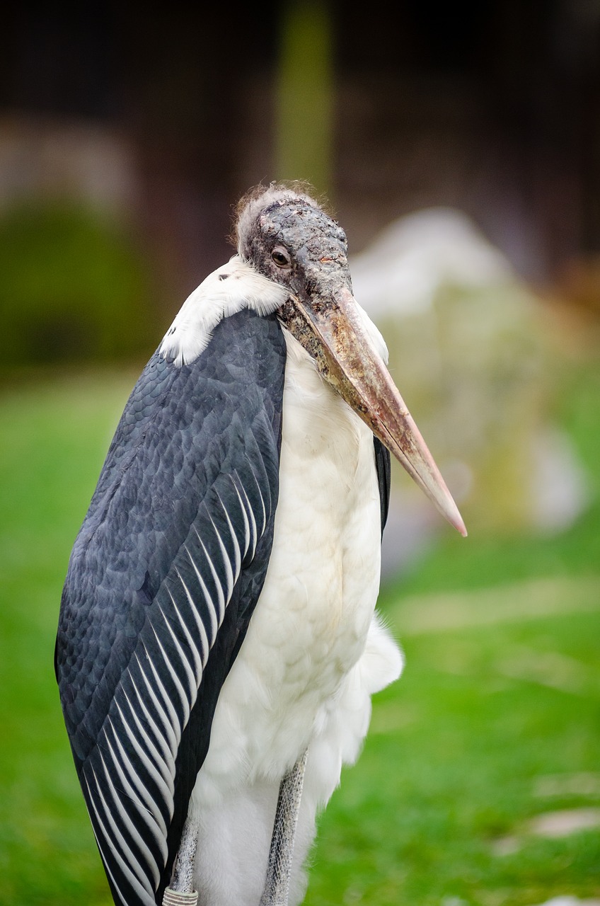 Image - animal avian beak bird close up