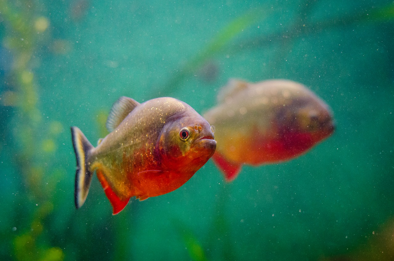 Image - animal aquarium fish reflection
