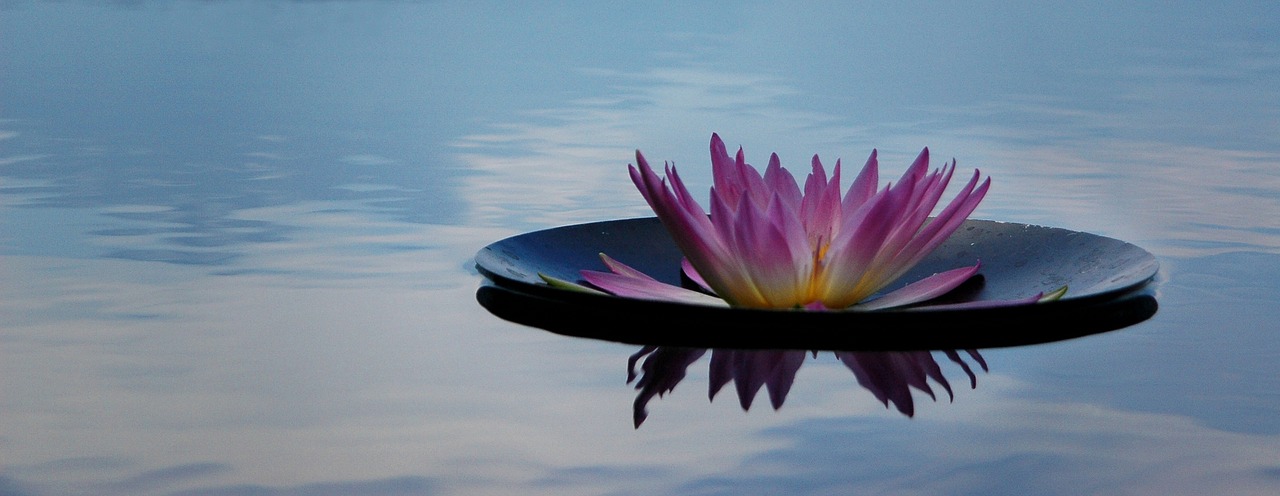 Image - serenity nature flower zen calm