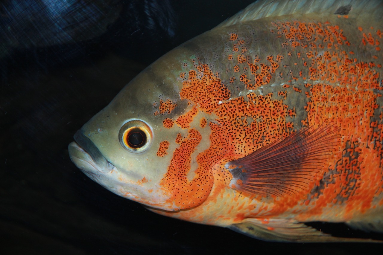 Image - astronotus fish cichlid aquarium